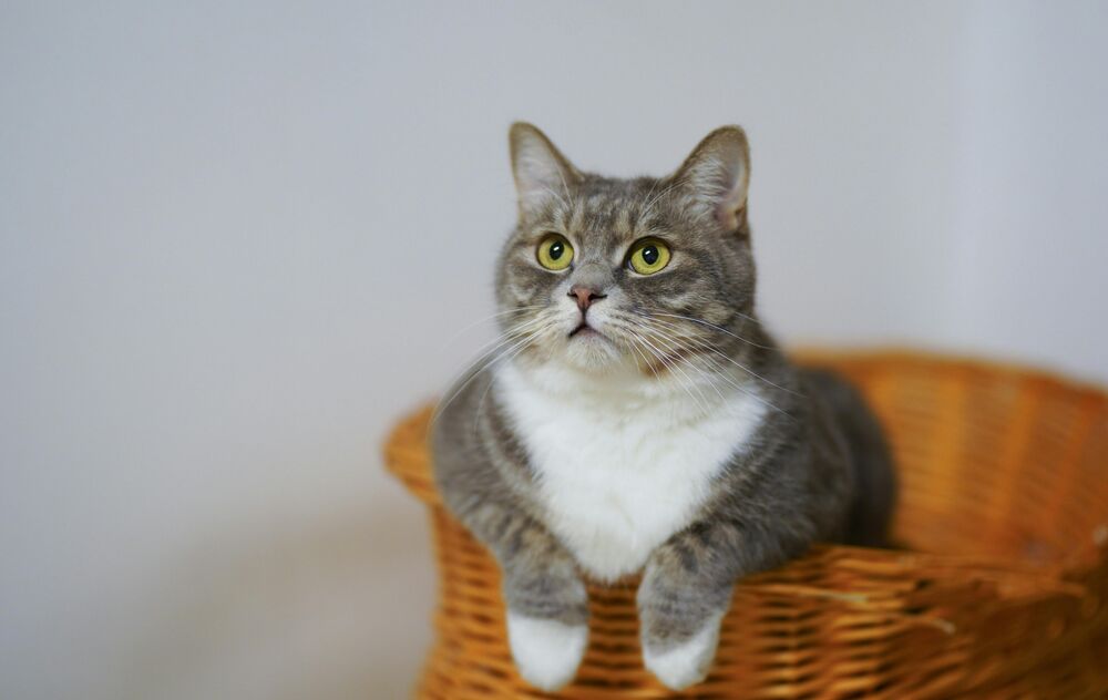 Cat in basket