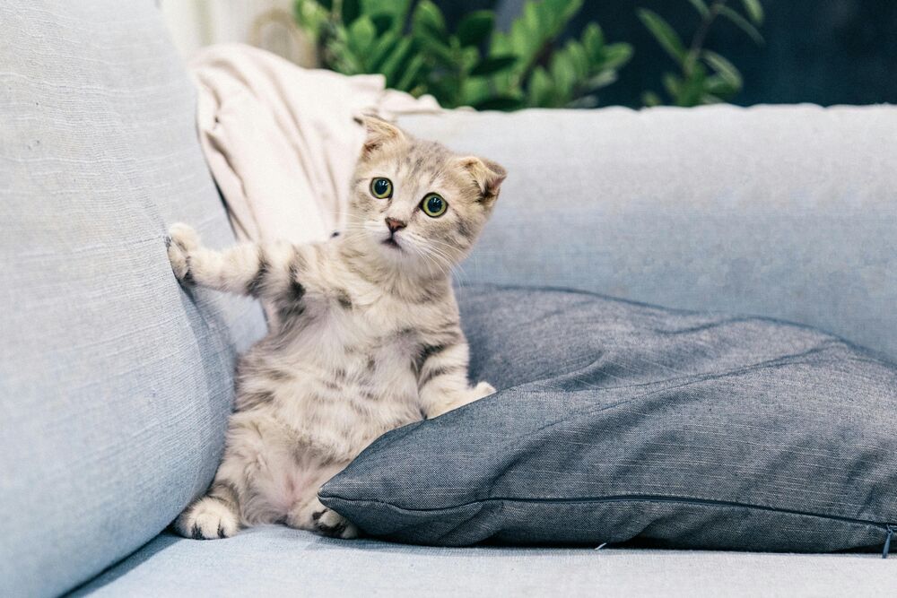 Cat on sofa